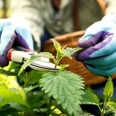 someone clipping stinging nettle weeds while wearing gloves