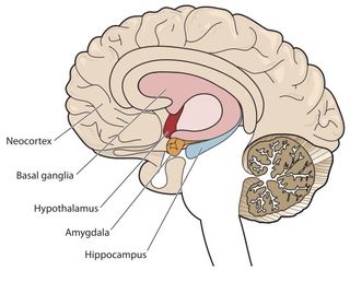 Diagram of brain anatomy.