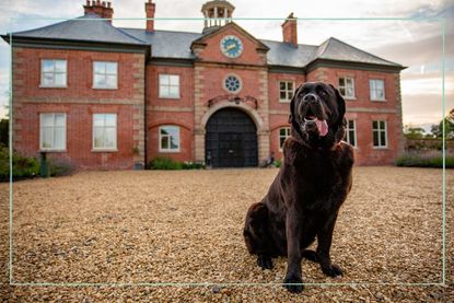 a close up of a brown labrador posing outside The Dog Academy