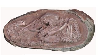 Yingliang baby dinosaur in fossil egg.