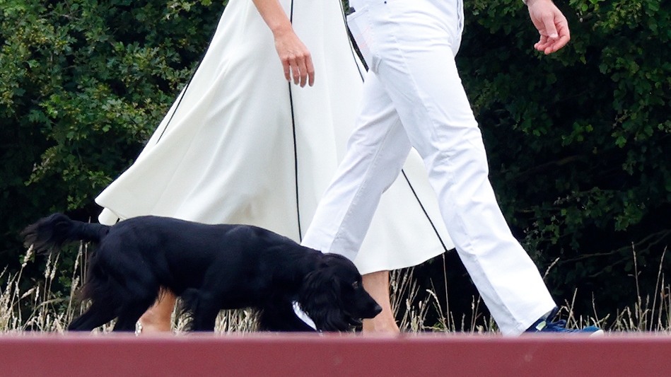 Close-up of Catherine, Princess of Wales and Prince William's dog Orla as they attend the Out-Sourcing Inc. Royal Charity Polo Cup at Guards Polo Club