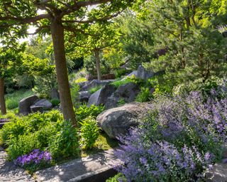 trees and planting around rock boulders in sloping garden