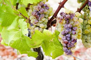 Sauternes wine grapes