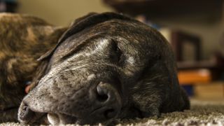 Sleeping mastiff