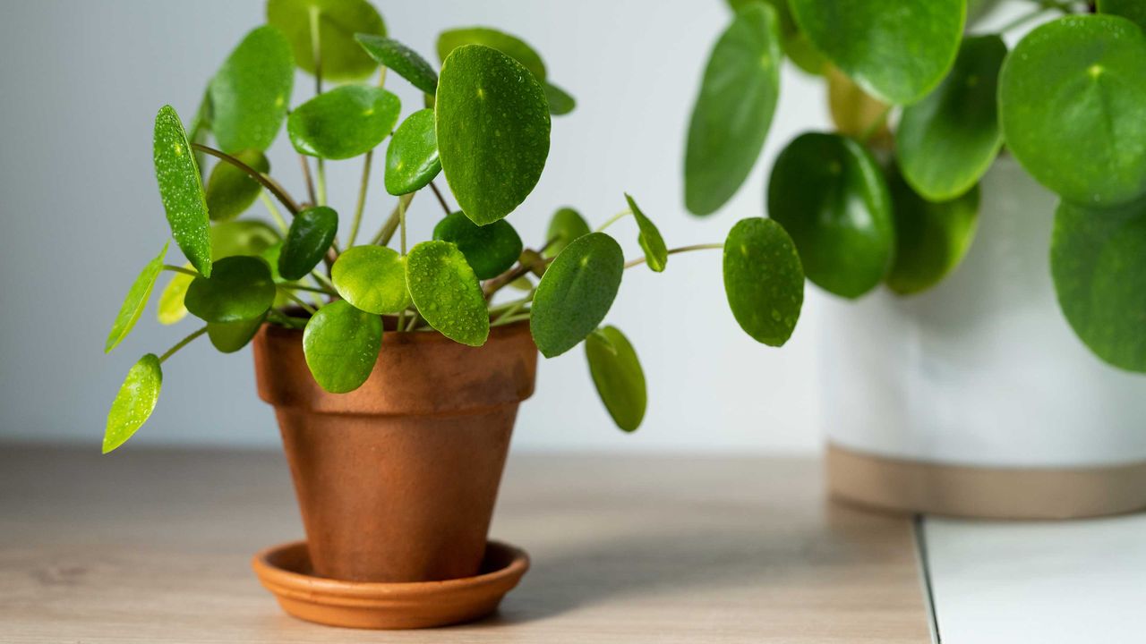 two Chinese money plants in pots, with one out of focus