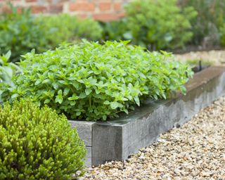 raised beds made of railway sleepers planted with herbs