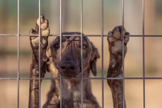 A dog with paws on fence, peering through the bars