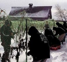 Canadian ice wine production