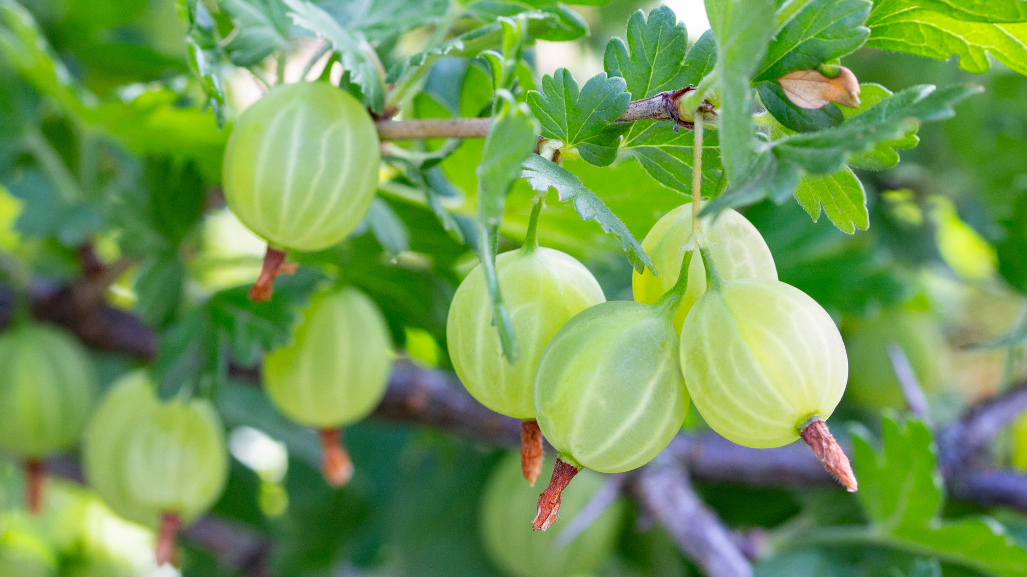 green gooseberry fruits hanging from shrub