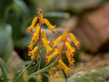 Lachenalia Bulbs