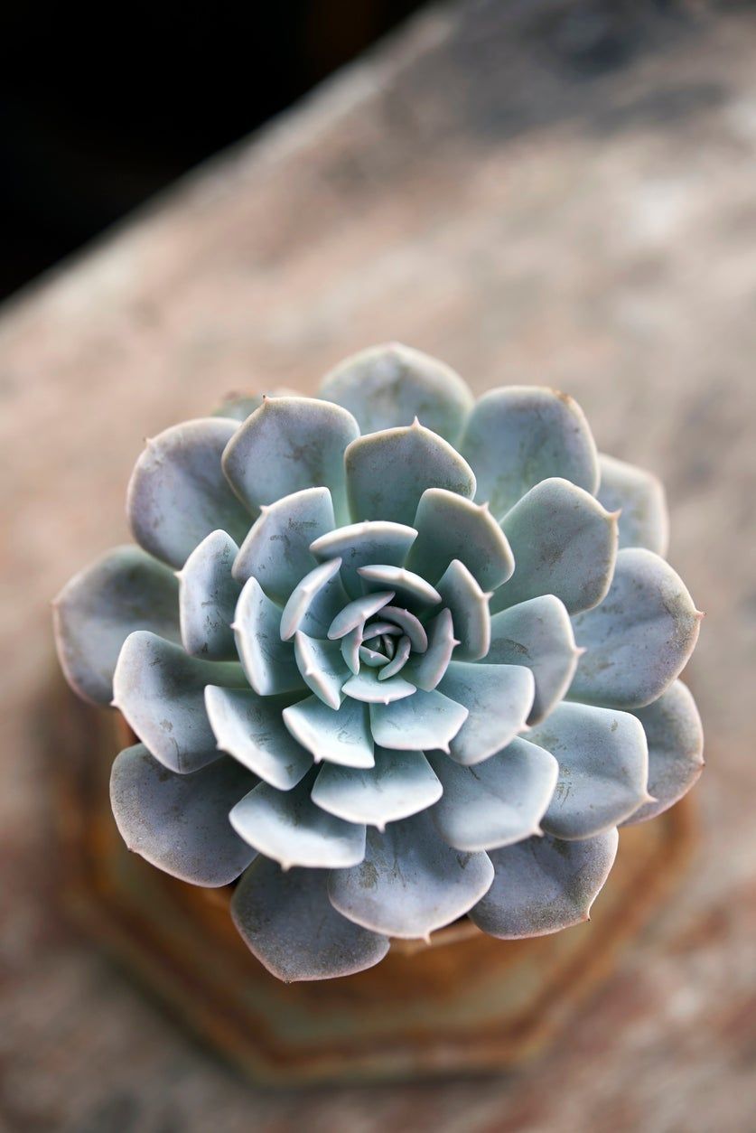 Allegra Echeveria Plant on Wooden Table