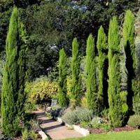 Italian cypress | from £24.99 on Crocus
