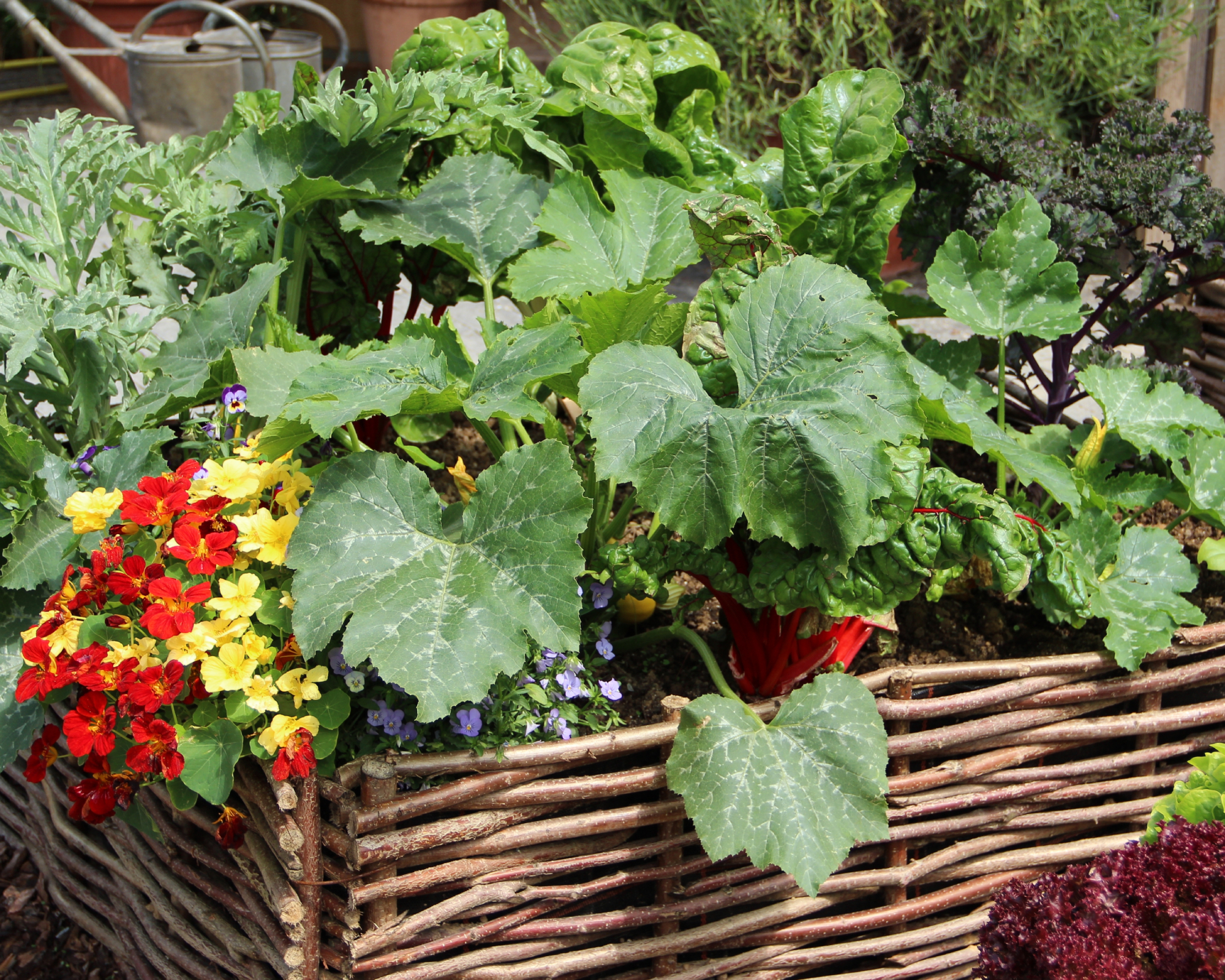woven raised beds with zucchini and nasturtiums