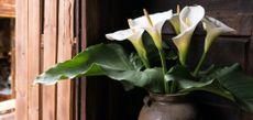 White calla lilies in a gold/rust pot