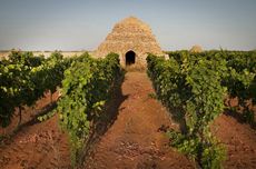 Primitivo di Manduria vineyards