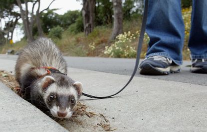 Bill de Blasio lifts 15-year NYC ferret ban