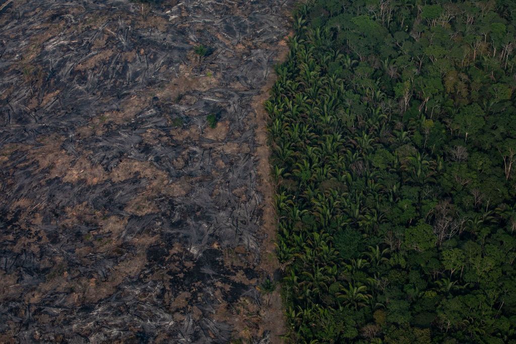 Amazon Forest. 