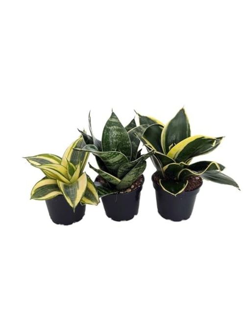 Birdsnest Snake Plant Collection 