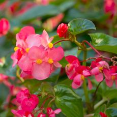 blooms on dragon wing begonia