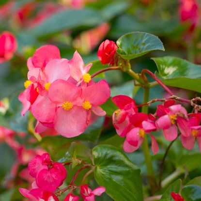blooms on dragon wing begonia