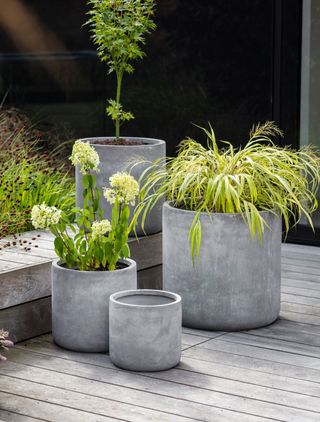 Metal effect planters filled with low maintenance plants