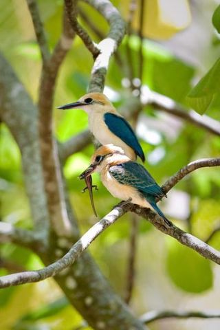 tuamotu-kingfisher-rare-bird-110322-02