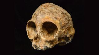 Alesi, the skull of the new extinct ape species.