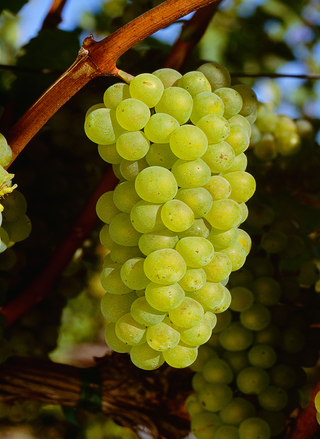 Chardonnay grapes