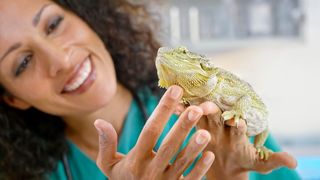 bearded dragon care: how to look after your pet reptile