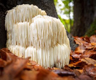 lion's mane mushrooms growing on a log near leaves