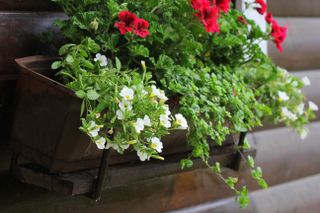 White and red flowers in a window basket