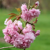 Prunus 'Kiku-shidare-zakura' | from £69.99 at Crocus