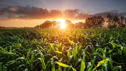 A field of corn at sunset.