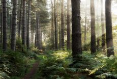 Autumn morning light in Sherwood Forest, Nottinghamshire.