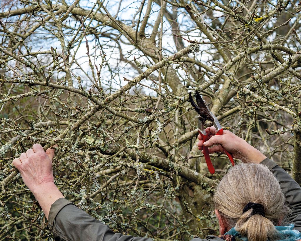 How to prune apple trees: must-know advice for how and when | Gardeningetc