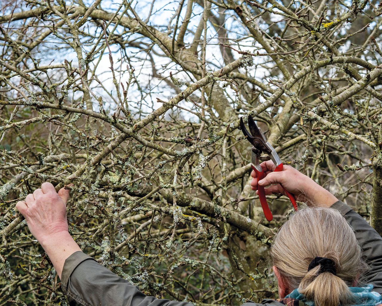 How to prune apple trees mustknow advice for how and when Gardeningetc
