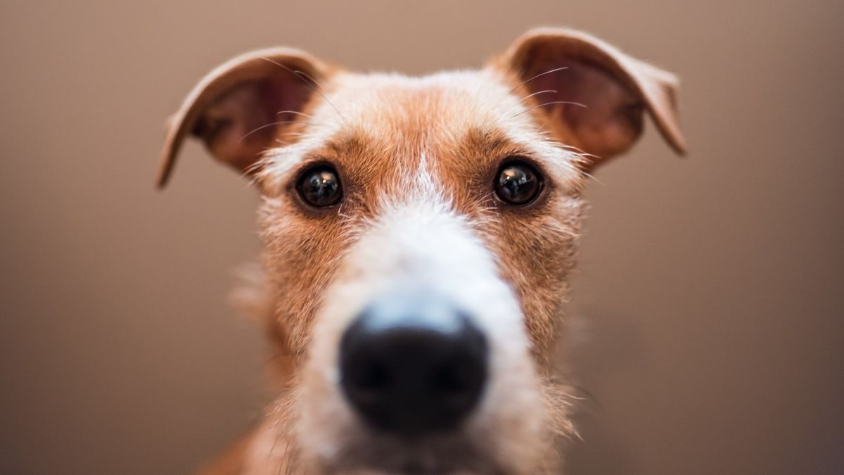 How canines capture your heart: scientists explain puppy dog eyes, Animal  behaviour