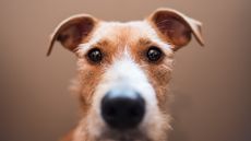 dog eyes