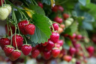 Strawberries on the vine