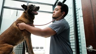 A vet exams a German shepherd
