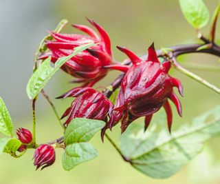Close up of roselle hibiscus buds