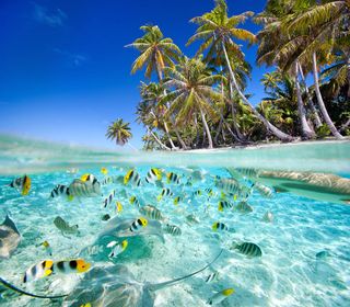 Tahiti - Tropical island above and underwater