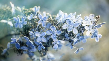 hydrangea in the frost