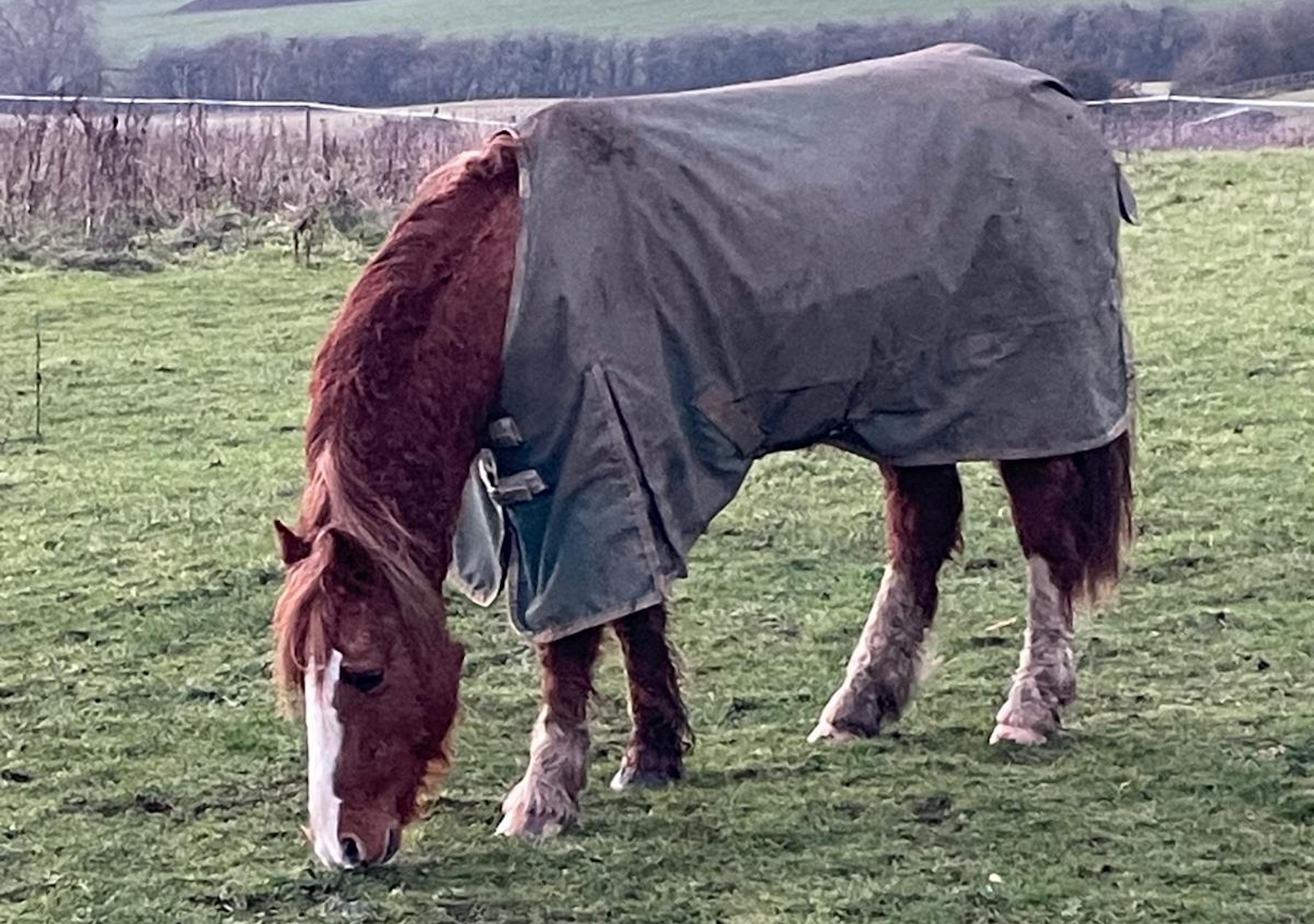 Spindle Farm survivor Prince Rusty in his field