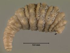 Human Botfly