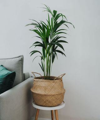 Kentia palm plant in basket on a white side table