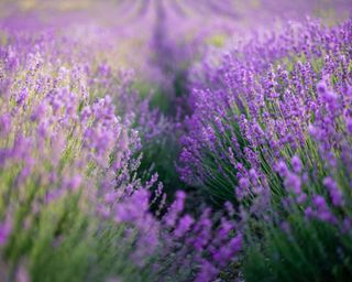 Lavender growing in a field