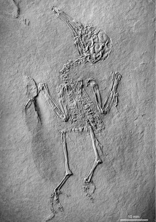 A 47-million-year-old skeleton of the extinct bird Pumiliornis tessellatus