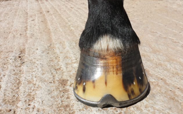 hoof-front-edit