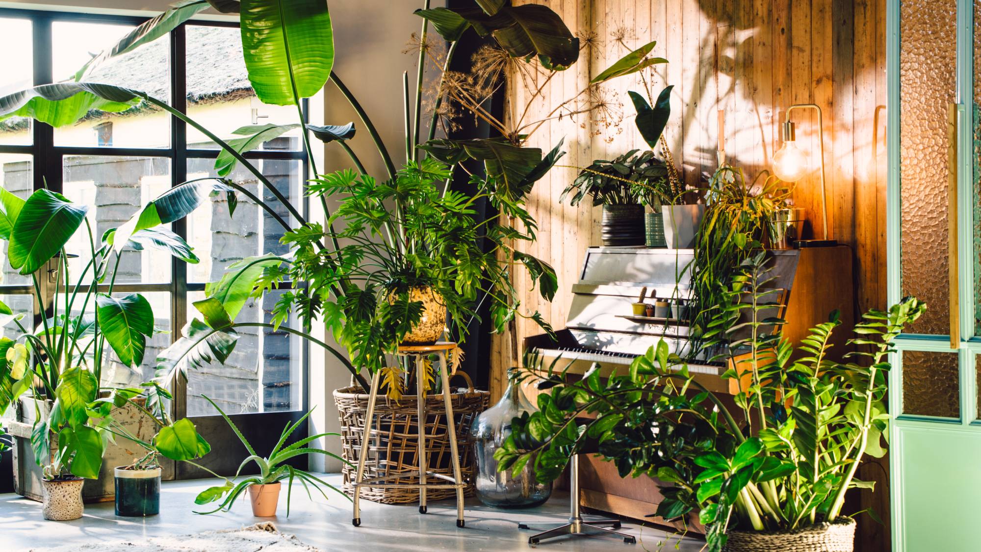 Houseplants in room with piano
